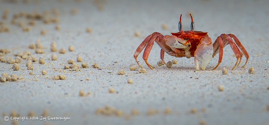 JOY - Galapagos-Cerro Brujo 20140407 J6A7242.jpg