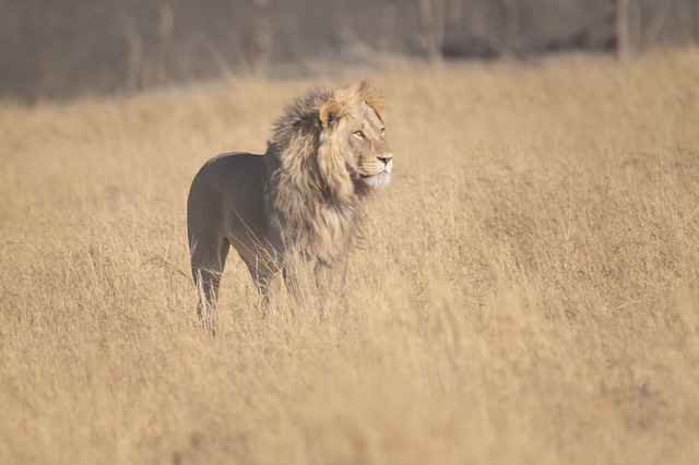 Botswana - Chobe - Savuti -20230928-0723-AnthonyMedici-Z80 7084