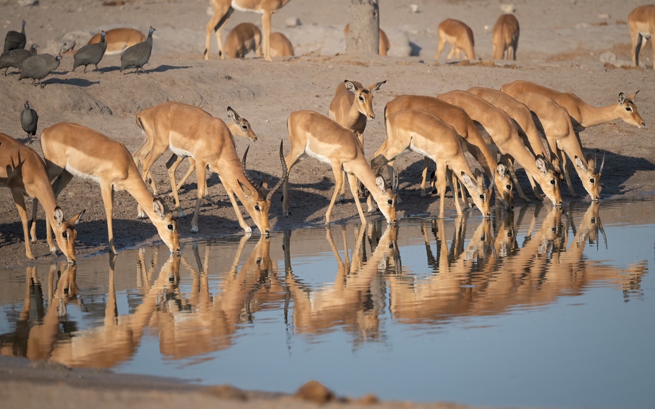 Botswana - Chobe - Savuti -20230929-0717-AnthonyMedici-Z80 9184