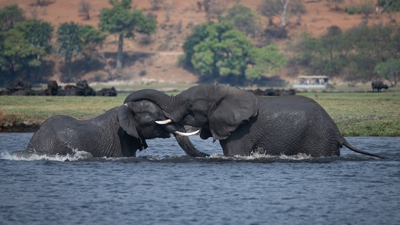 Botswana - Chobe - Serondella -20230930-1449-AnthonyMedici-Z90 7637