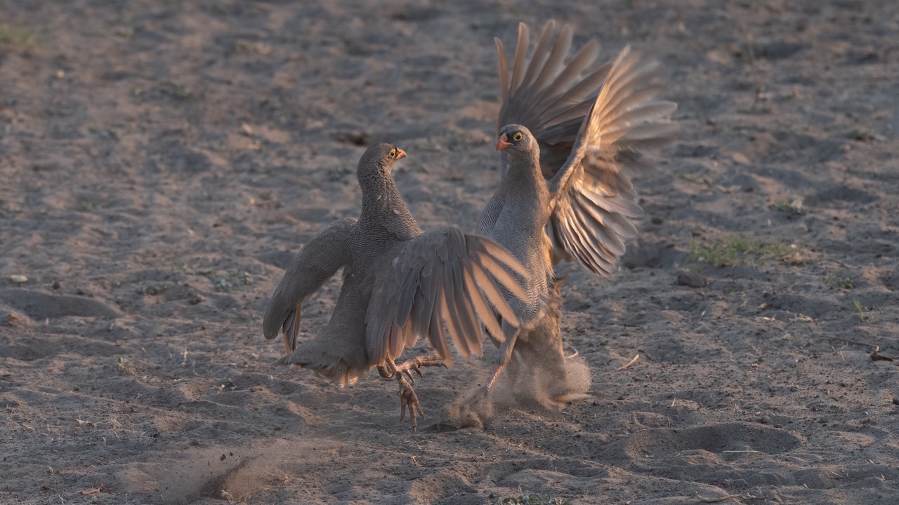 Botswana - Chobe - Serondella -20230930-0637-AnthonyMedici-Z80 9514