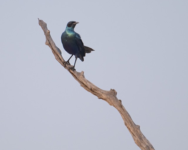 Botswana - Moremi - Xakanaxa -20230925-1410-AnthonyMedici-Z90 0442