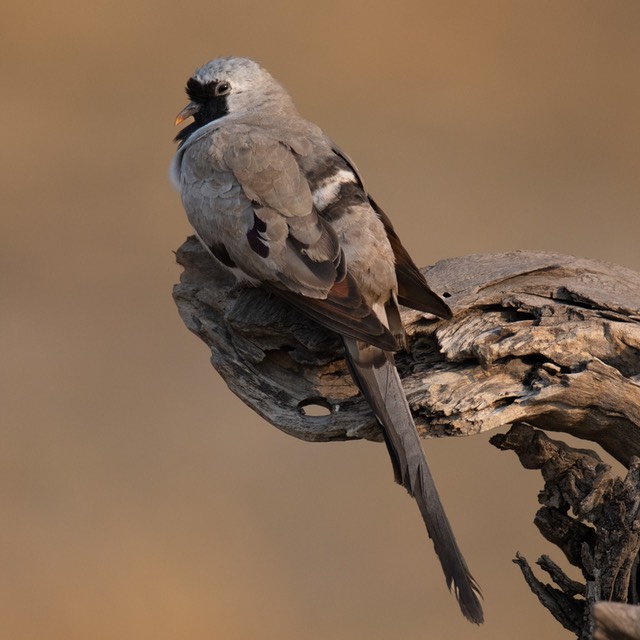 Botswana - Moremi - Xakanaxa -20230924-0711-AnthonyMedici-Z80 1990