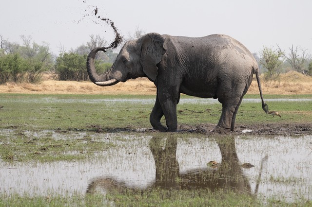 Botswana - Moremi - Xakanaxa -20230924-0826-AnthonyMedici-Z80 2319