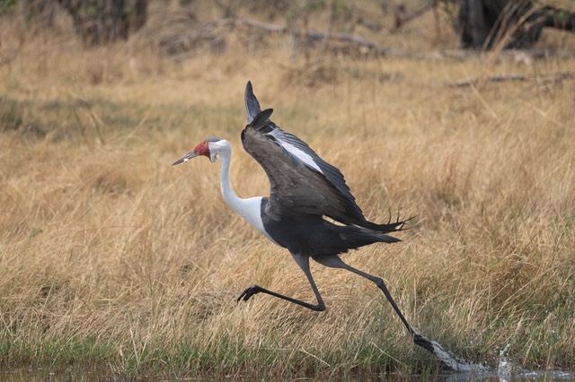 Botswana - Moremi - Xakanaxa -20230924-1035-AnthonyMedici-Z90 9604