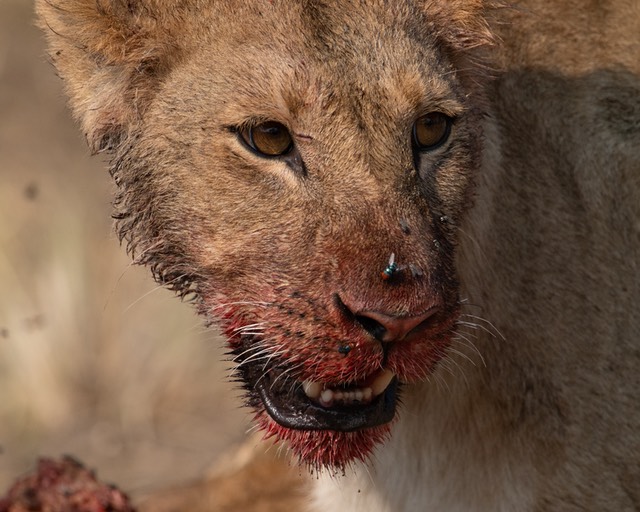 Botswana - Moremi - Xakanaxa -20230924-1016-AnthonyMedici-Z90 9537