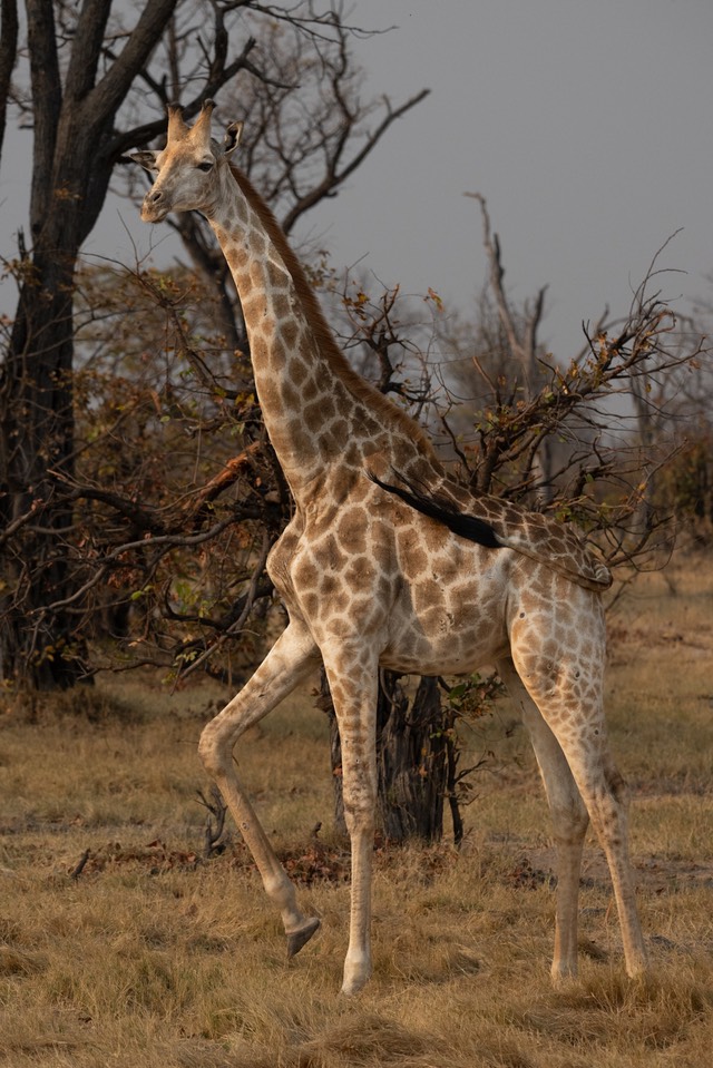 Botswana - Moremi - Xakanaxa -20230924-1631-AnthonyMedici-Z80 2697