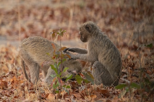 Botswana - Moremi - Xakanaxa -20230924-1649-AnthonyMedici-Z90 9915