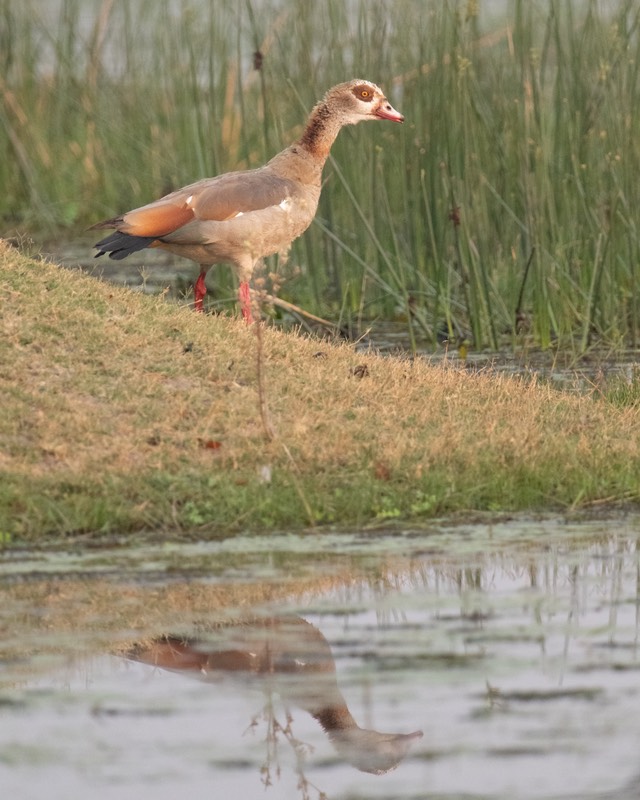 Botswana - Moremi - Xakanaxa -20230924-1706-AnthonyMedici-Z80 2729