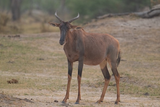 Botswana - Moremi - Xakanaxa -20230924-1724-AnthonyMedici-Z80 2762