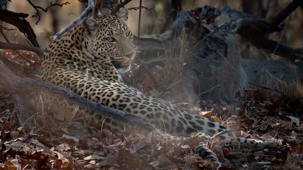 Botswana - Moremi - Xakanaxa -20230925-0744-AnthonyMedici-Z80 2875