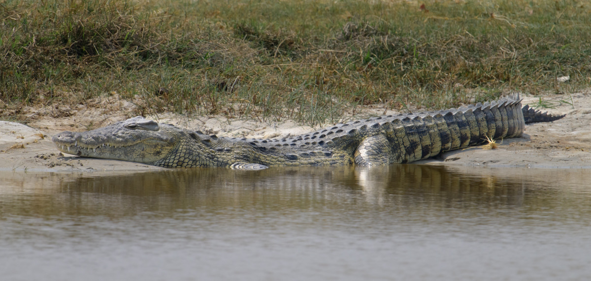 Botswana - Moremi - Xakanaxa -20230925-0749-AnthonyMedici-Z80 2887