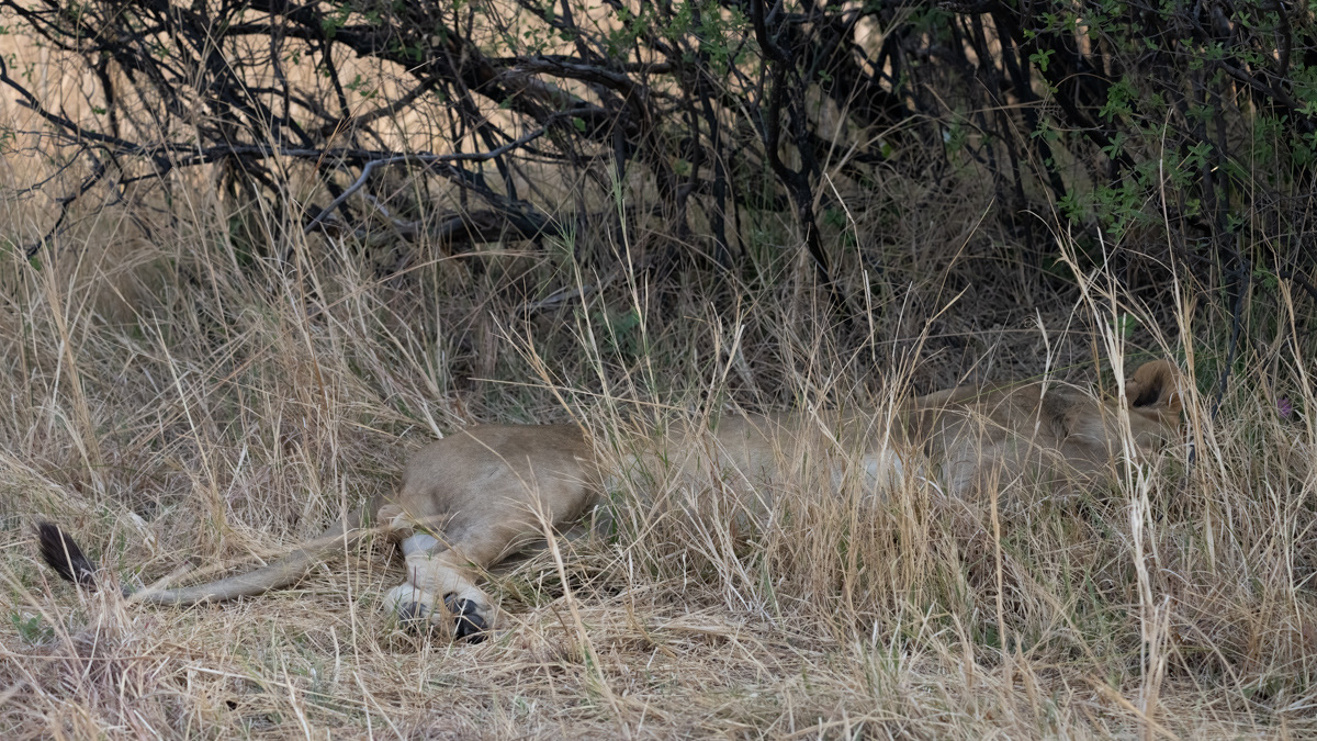 Botswana - Moremi - Xakanaxa -20230925-0904-AnthonyMedici-Z90 0107