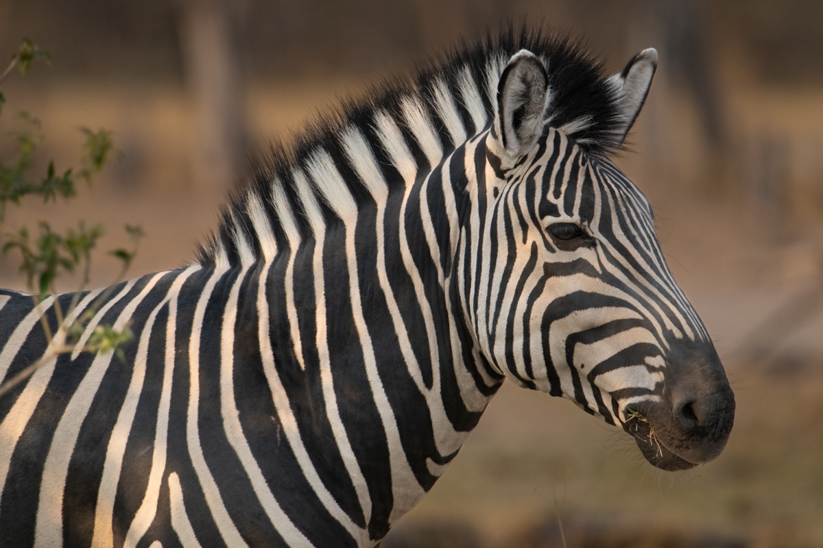 Botswana - Moremi - Xakanaxa -20230925-0904-AnthonyMedici-Z90 0113