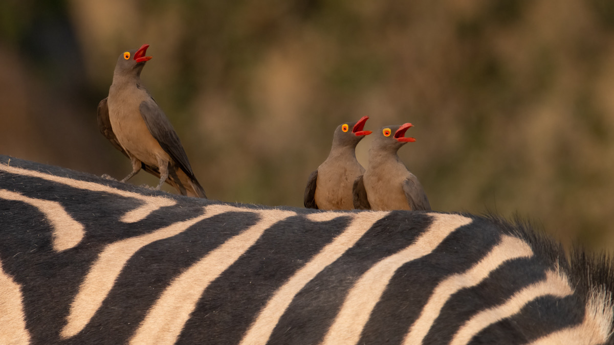 Botswana - Moremi - Xakanaxa -20230925-0909-AnthonyMedici-Z90 0242