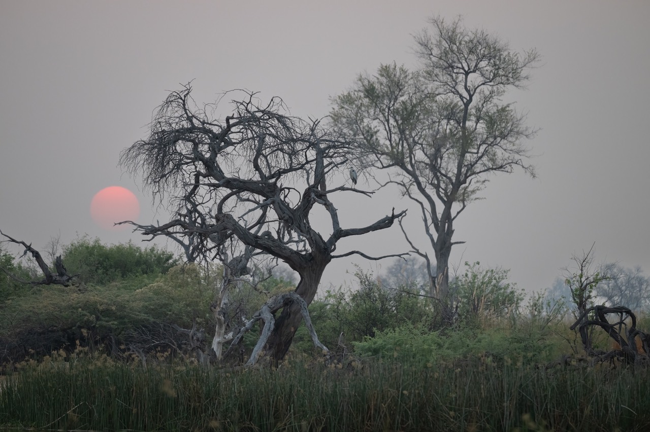 Botswana - Moremi - Xakanaxa -20230925-1007-AnthonyMedici-Z90 0328