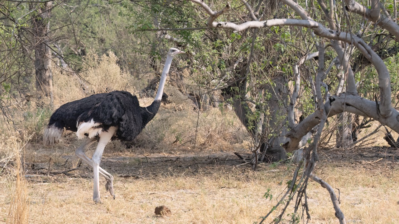 Botswana - Moremi - Xakanaxa -20230925-1200-AnthonyMedici-Z80 3201