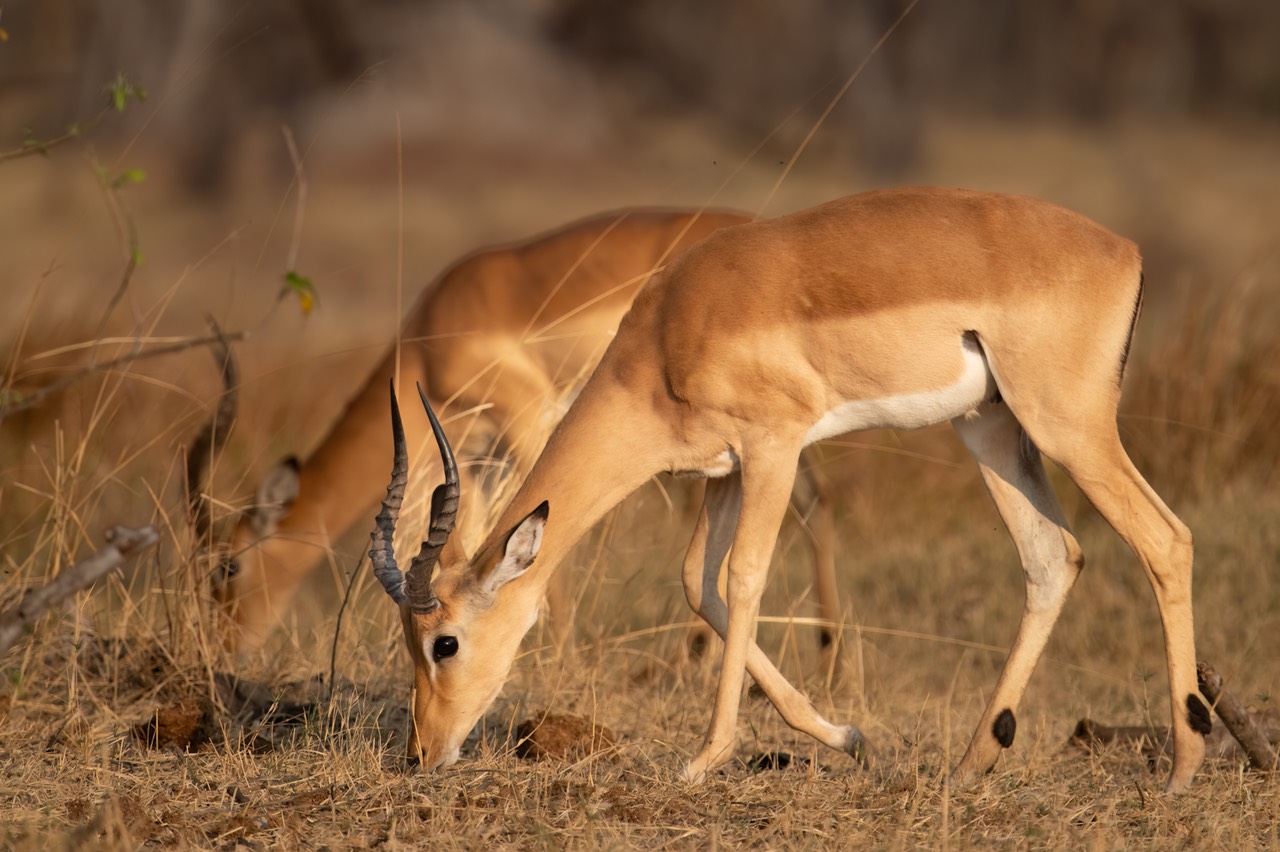 Botswana - Moremi - Xakanaxa -20230925-1216-AnthonyMedici-Z80 3363