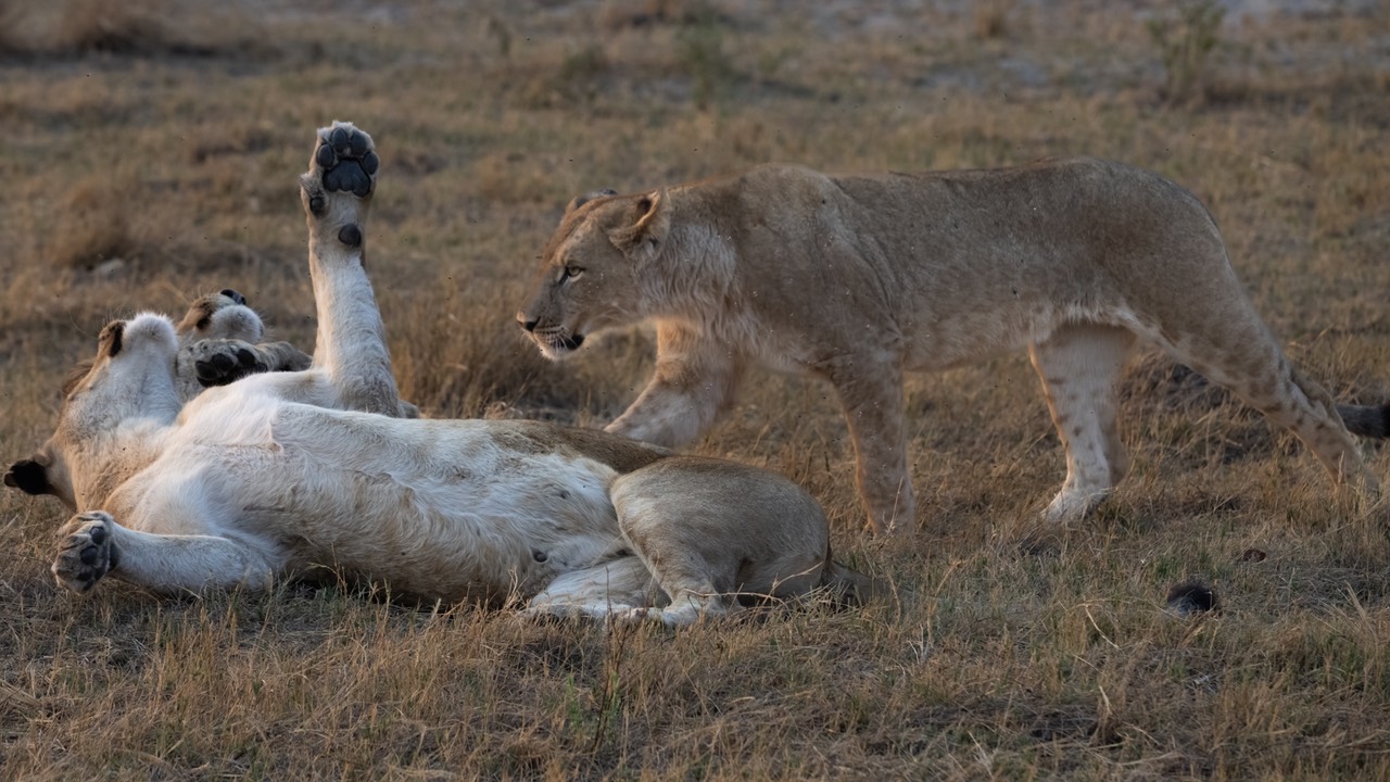 Botswana - Moremi - Xakanaxa -20230925-1404-AnthonyMedici-Z80 3677