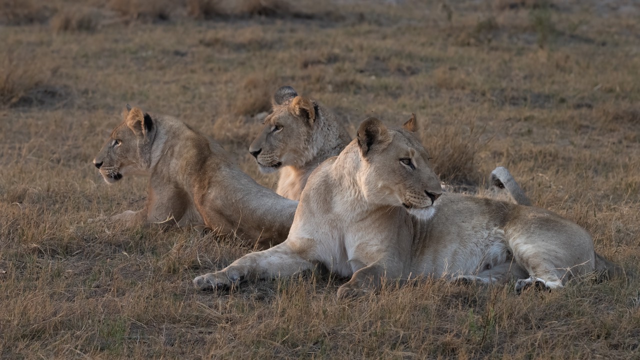 Botswana - Moremi - Xakanaxa -20230925-1405-AnthonyMedici-Z80 3718