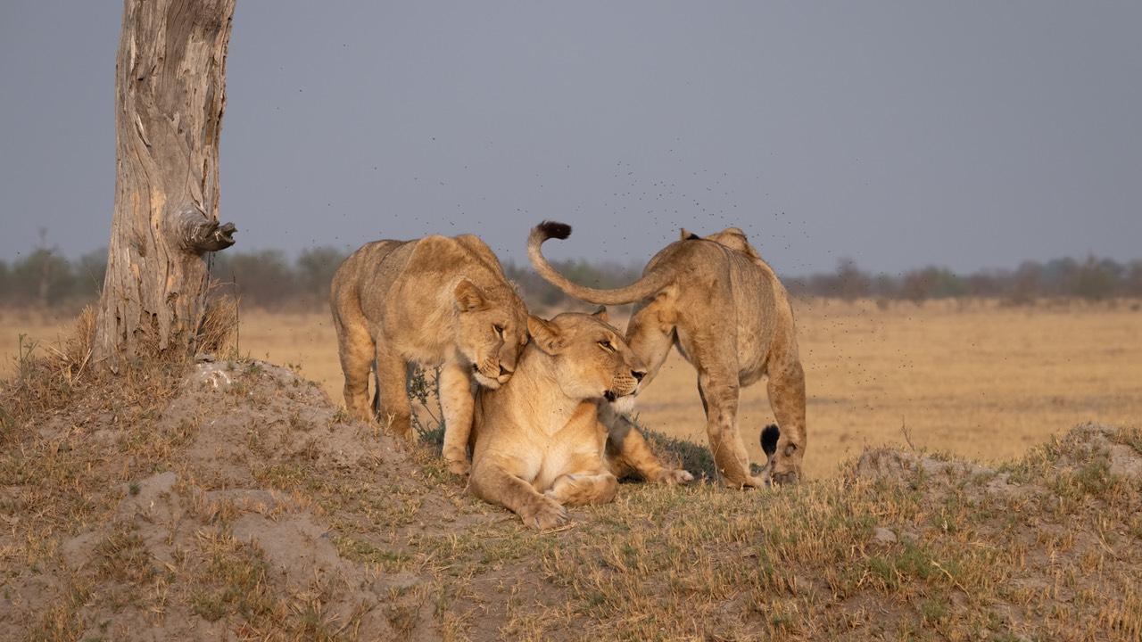 Botswana - Moremi - Xakanaxa -20230925-1410-AnthonyMedici-Z90 0429