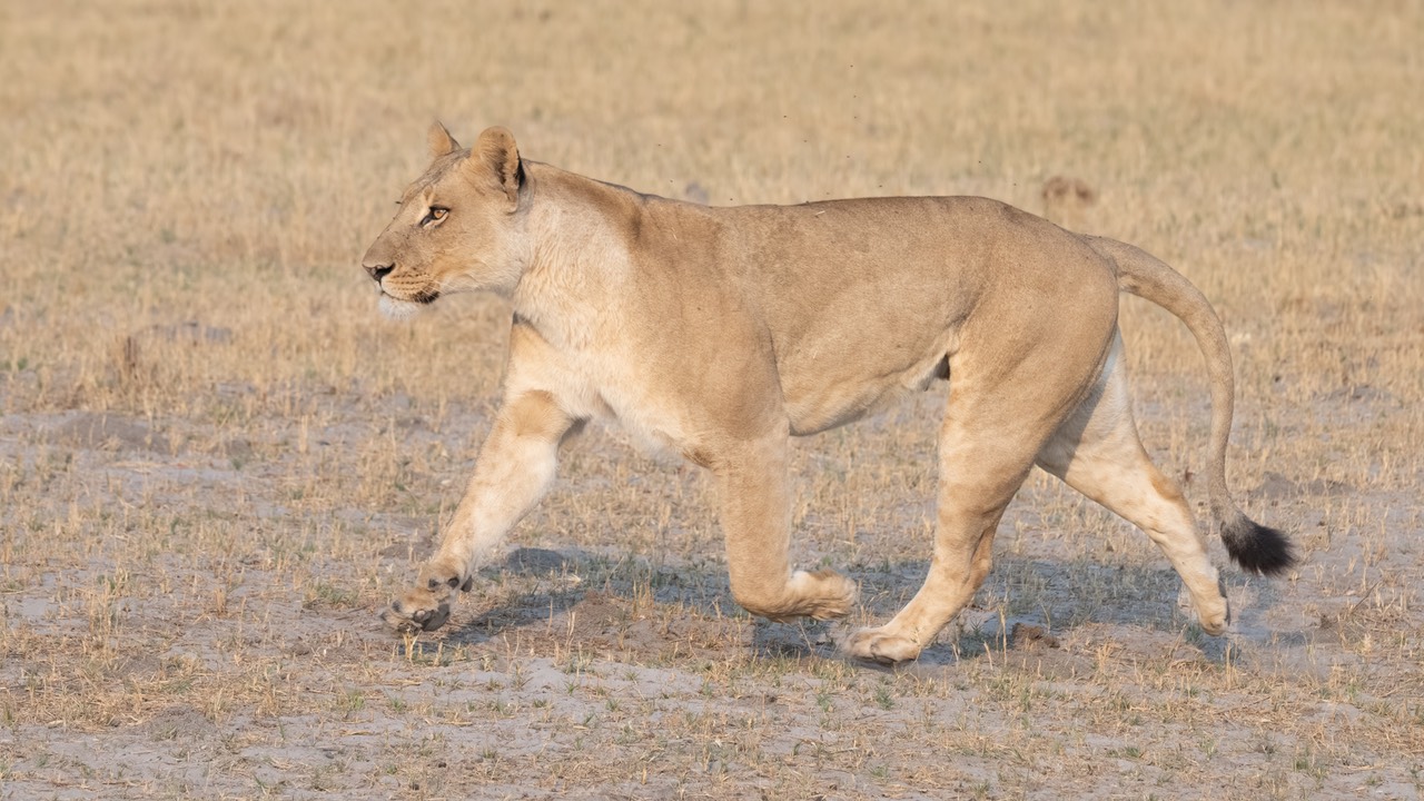 Botswana - Moremi - Xakanaxa -20230925-1422-AnthonyMedici-Z90 0607