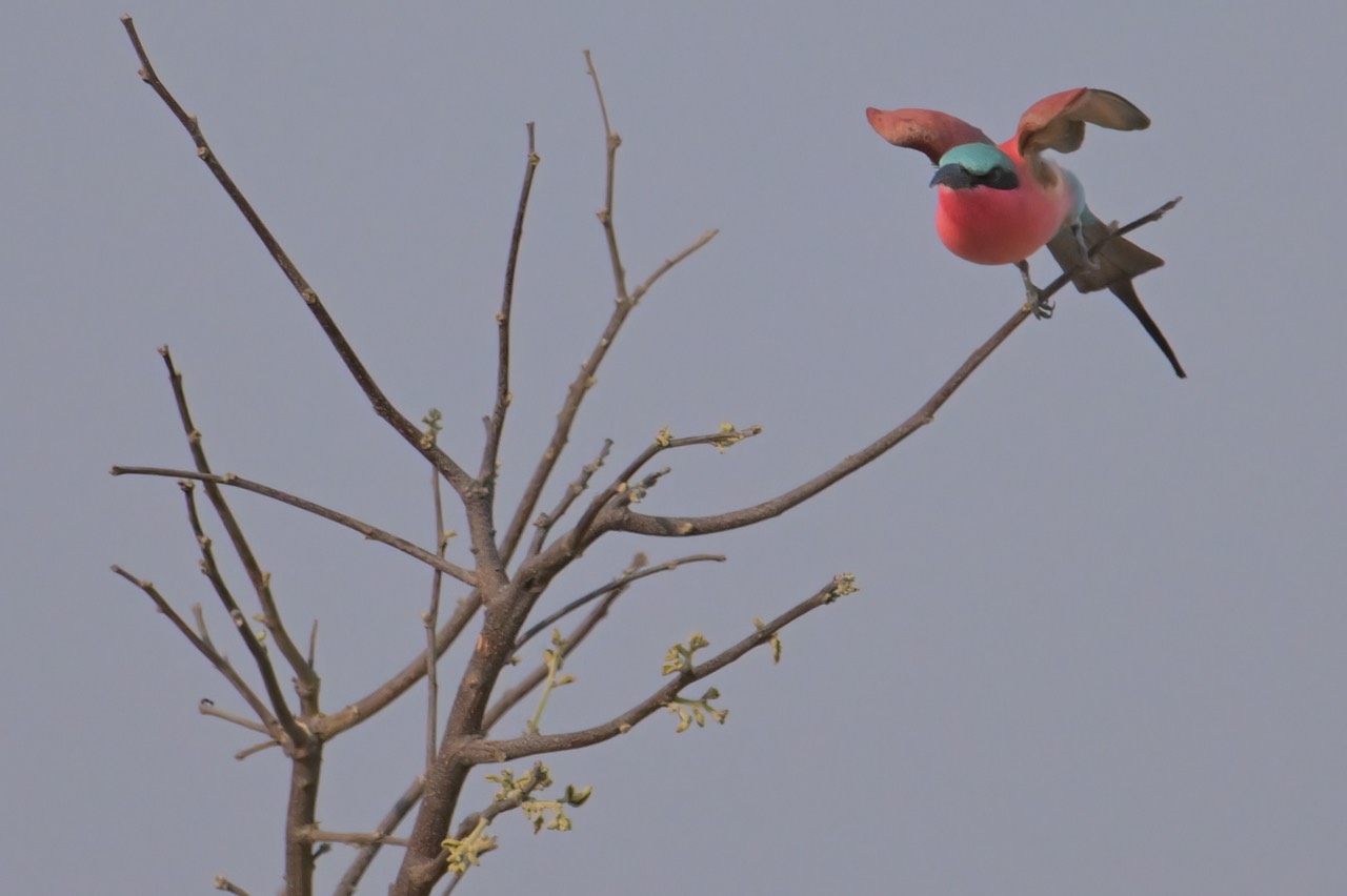Botswana - Moremi - Xakanaxa -20230924-0745-AnthonyMedici-Z80 2260