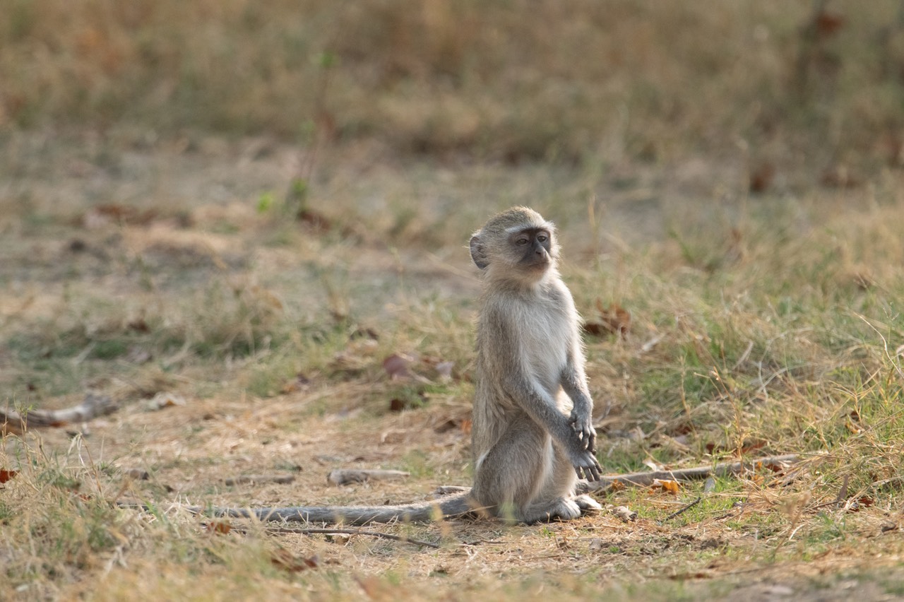 Botswana - Moremi - Xakanaxa -20230924-0850-AnthonyMedici-Z80 2354