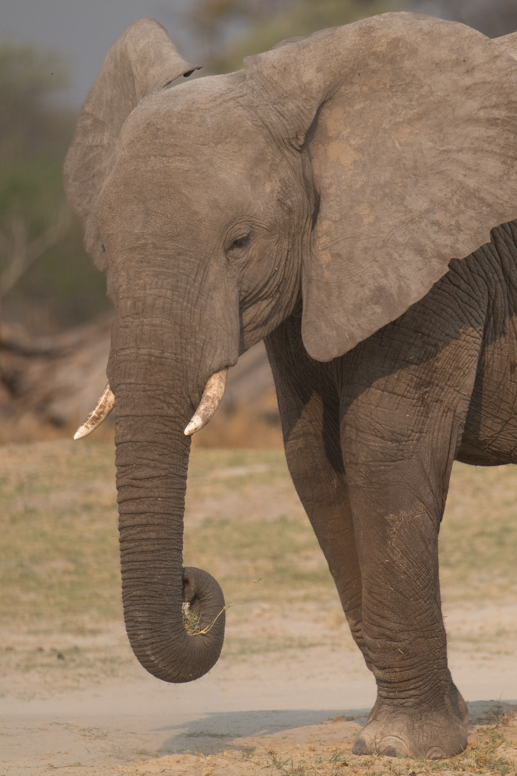 Botswana - Moremi - Xakanaxa -20230923-0047-AnthonyMedici-Z90 8247