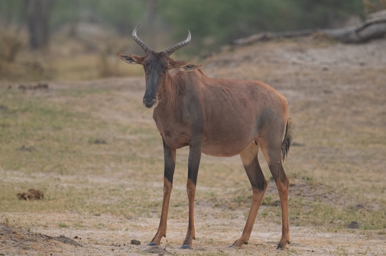 Botswana - Moremi - Xakanaxa -20230923-0317-AnthonyMedici-Z90 9317
