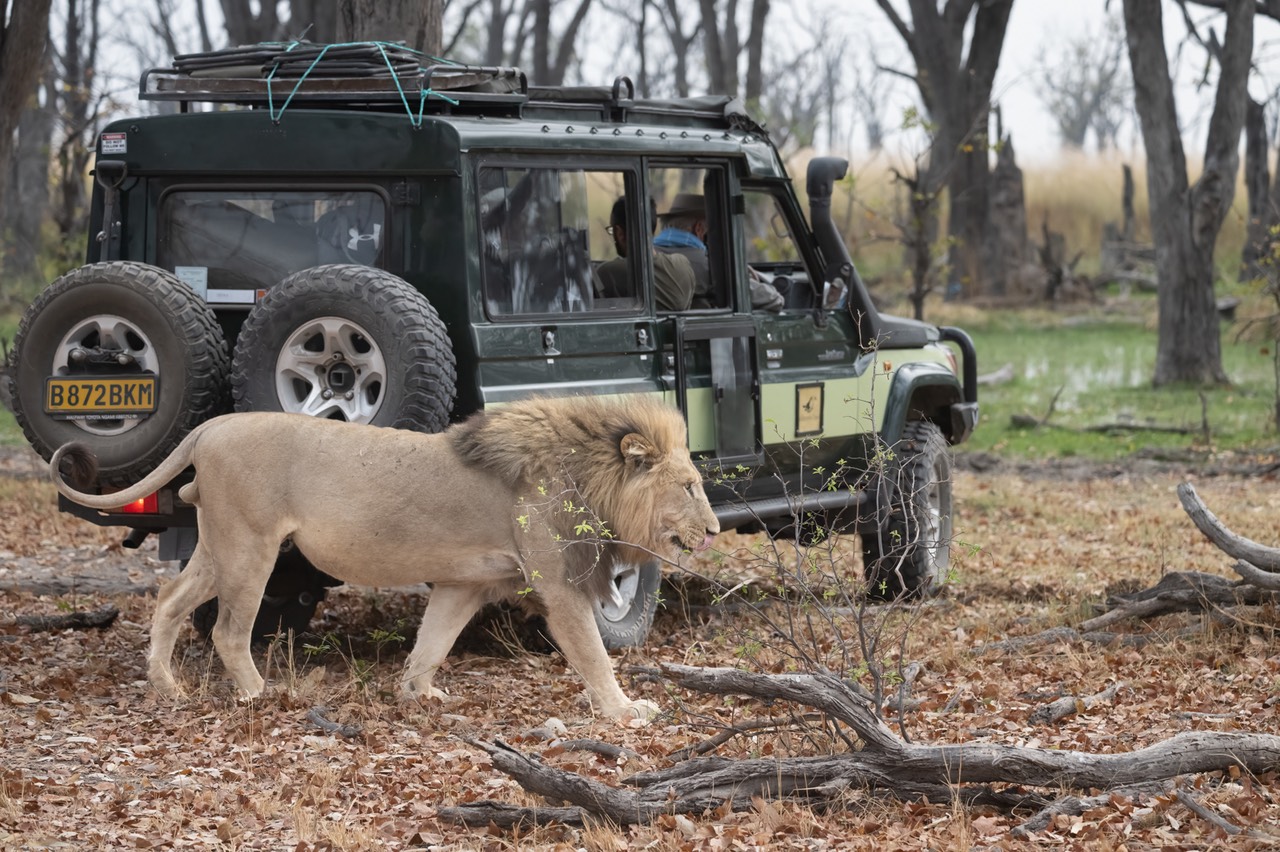 Botswana - Moremi - Xakanaxa -20230923-0137-AnthonyMedici-Z80 0992