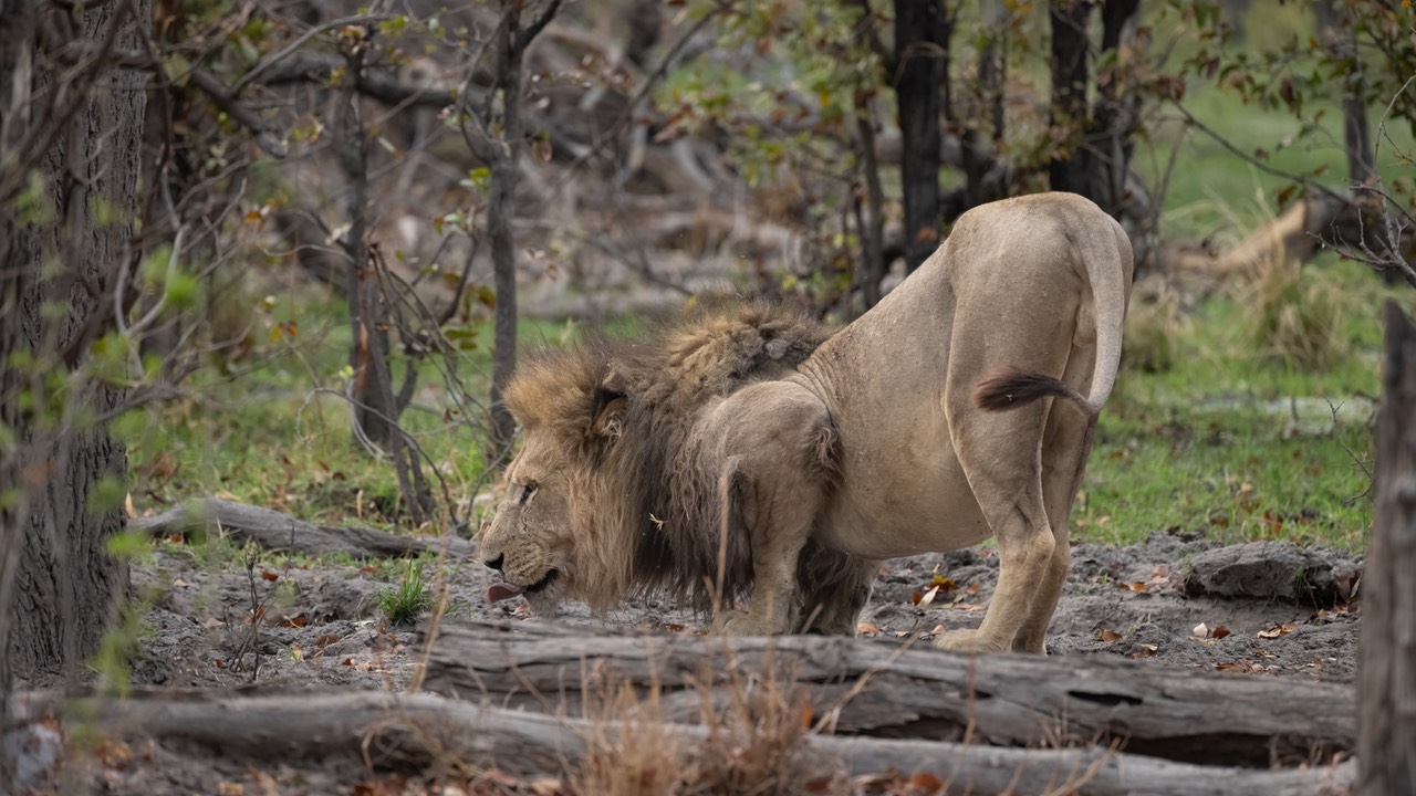 Botswana - Moremi - Xakanaxa -20230923-0137-AnthonyMedici-Z90 9110