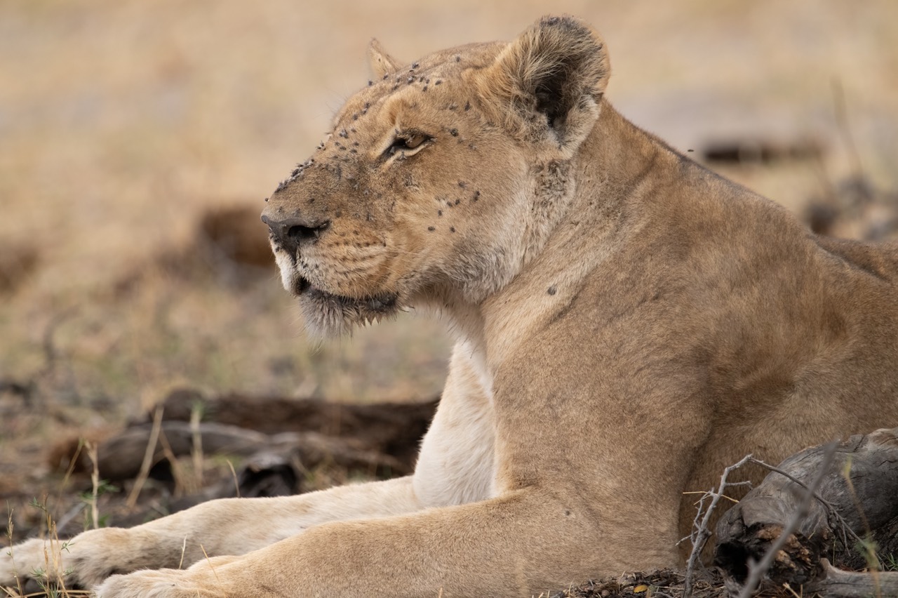 Botswana - Moremi - Xakanaxa -20230923-0420-AnthonyMedici-Z90 9331