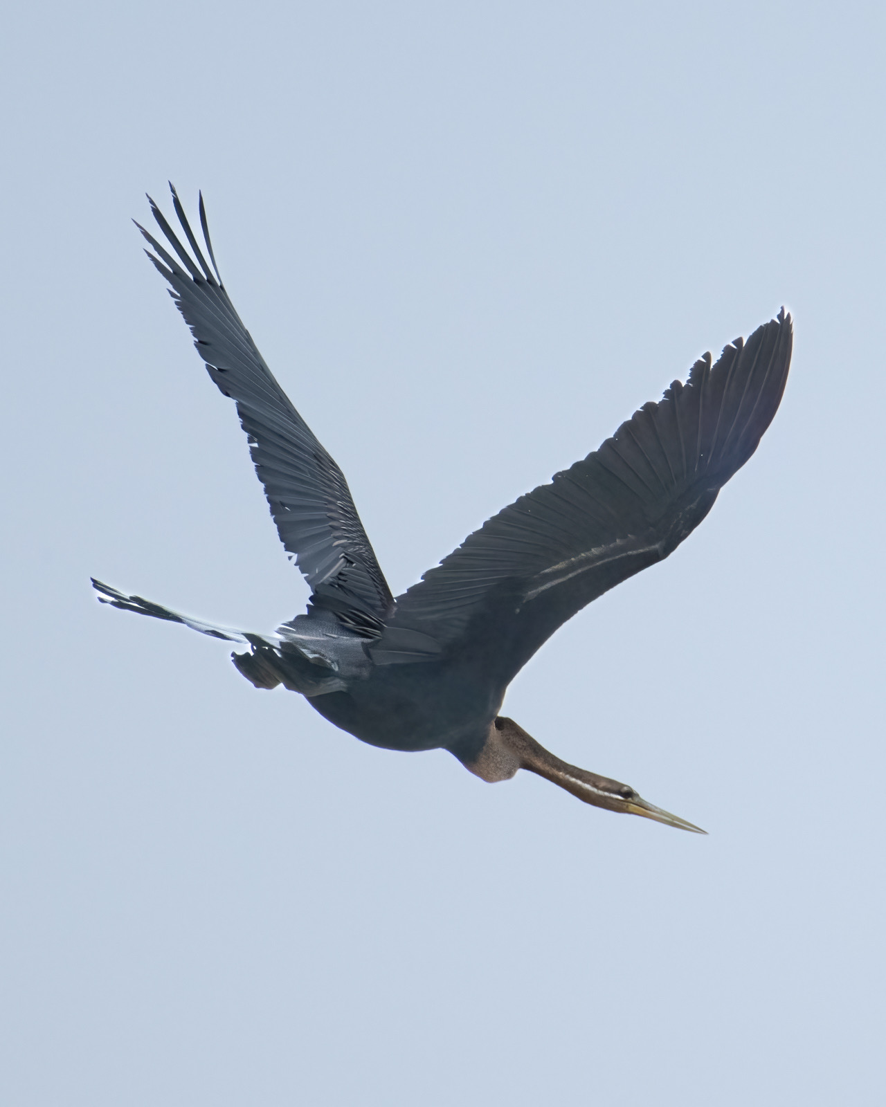 Botswana - Moremi - Xakanaxa -20230922-0421-AnthonyMedici-Z90 8098