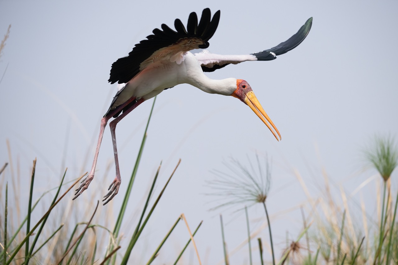 Botswana - Moremi - Xakanaxa -20230922-0532-AnthonyMedici-Z80 0084