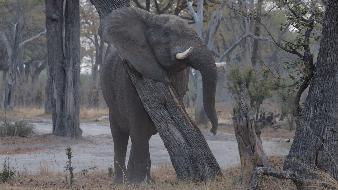 Botswana - Moremi - Xakanaxa -20230924-1804-AnthonyMedici-Z90 9941