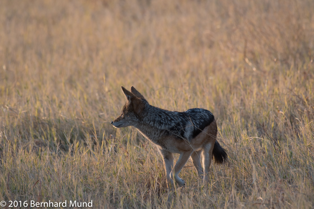 bythom 8-12-okavango-bm-2.jpg