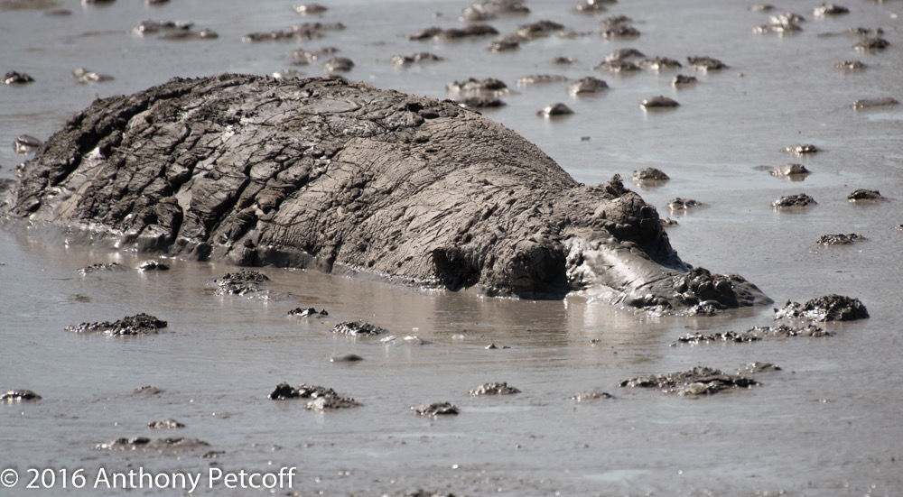 bythom 8-14-okavango-ap-3.jpg