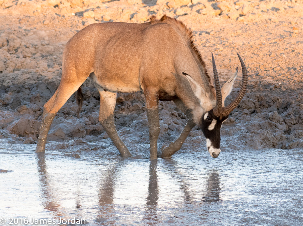 bythom 8-14-okavango-jj-2.jpg