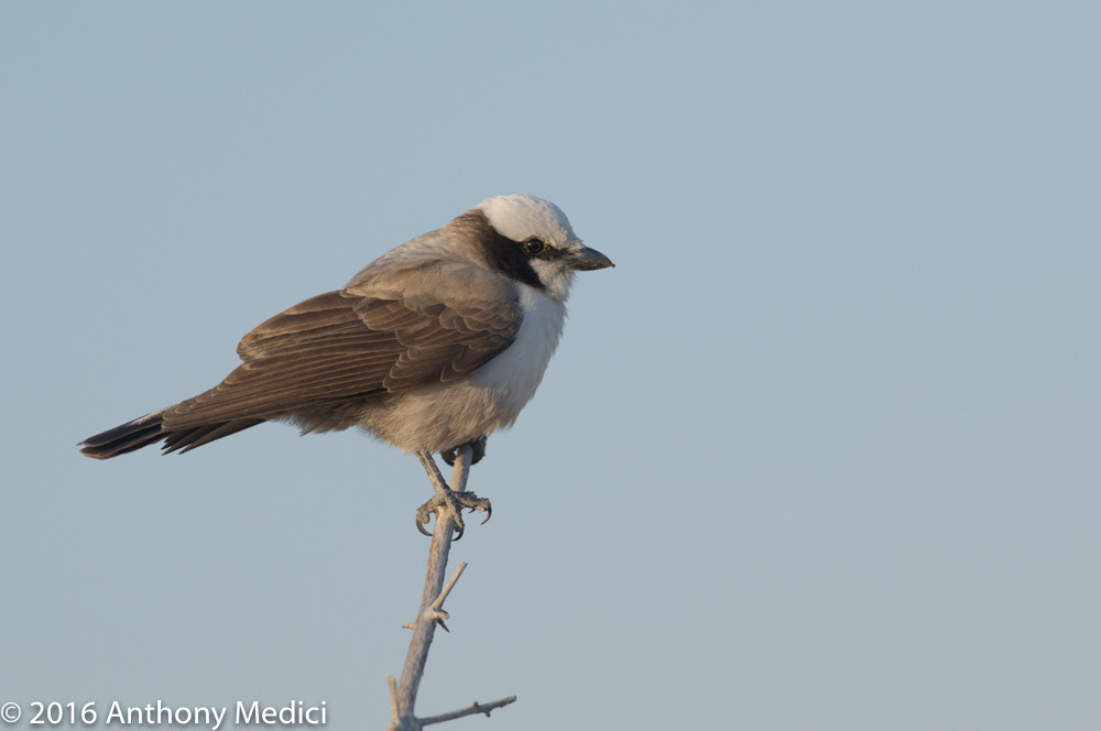 bythom 8-14-okavango-tm-3.jpg