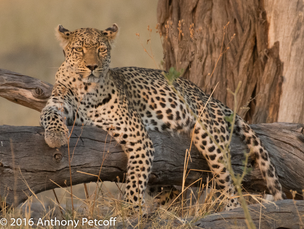 bythom 8-15-okavango-ap-10.jpg