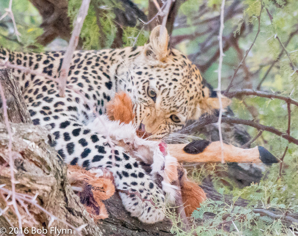 bythom 8-15-okavango-bf-4.jpg