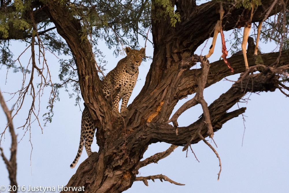 bythom 8-15-okavango-jh-9.jpg