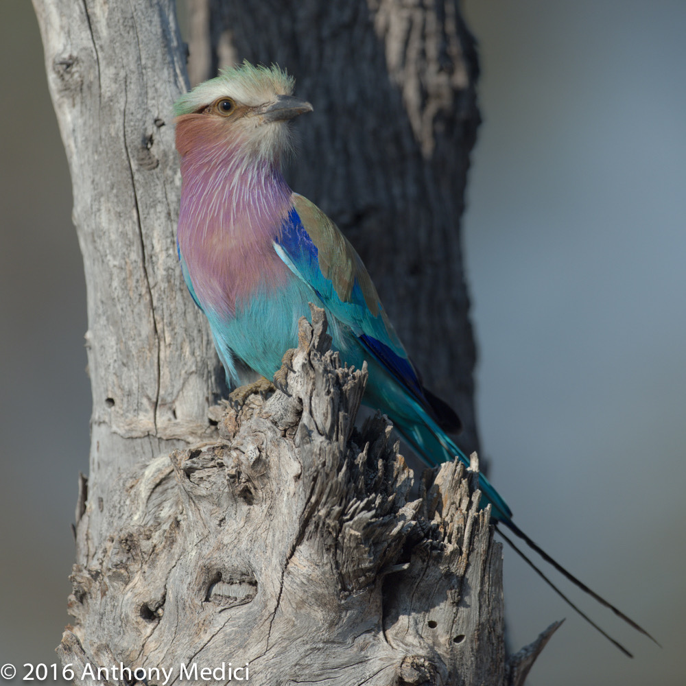 bythom 8-15-okavango-tm-6.jpg