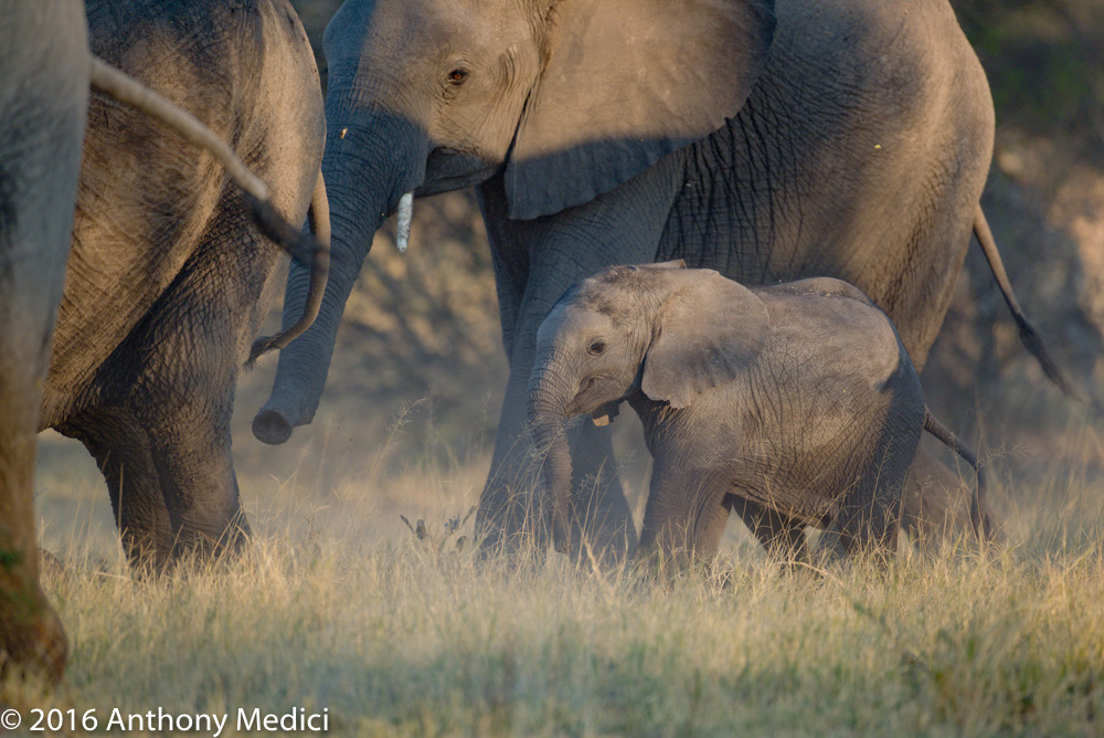 bythom 8-15-okavango-tm-9.jpg