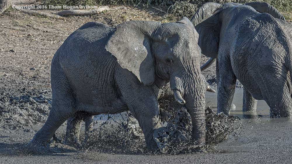 bythom INT BOTS August 2016  Savute D7200 23421.jpg