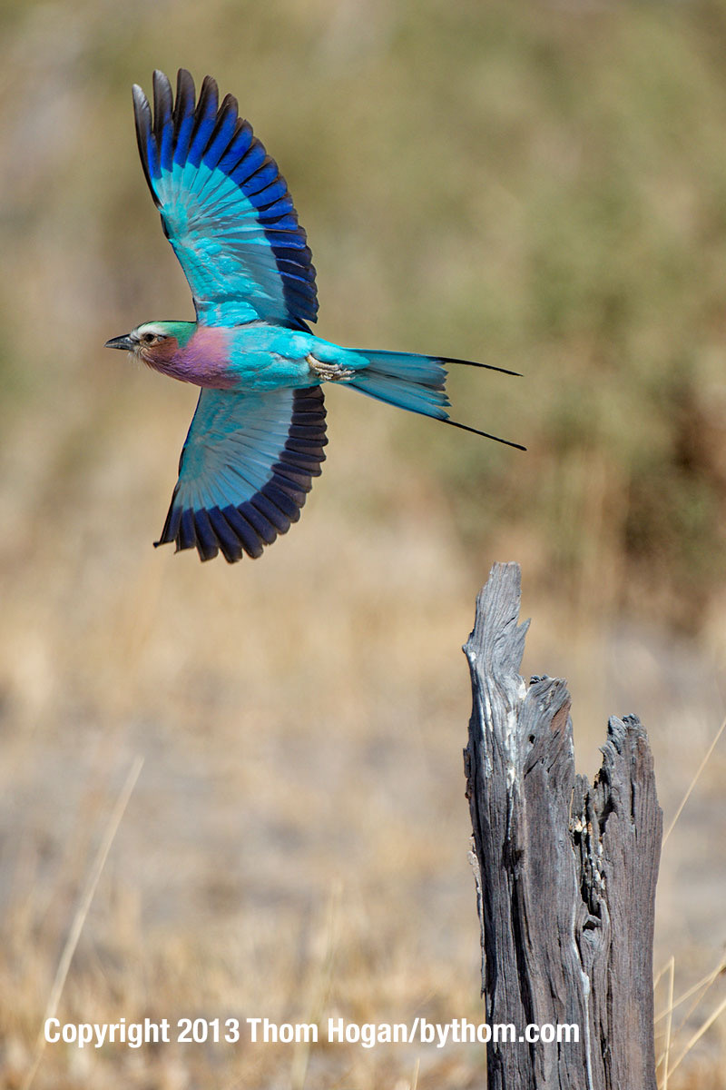 INT AF BOTS 8-2013 D800E 31624.jpg