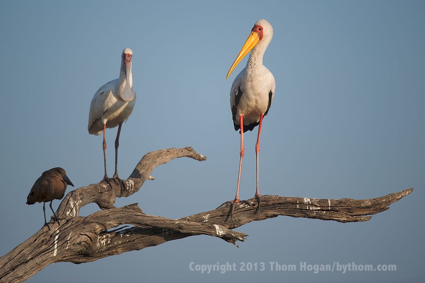 INT AF BOTS 8-2013 D800E 31909.jpg