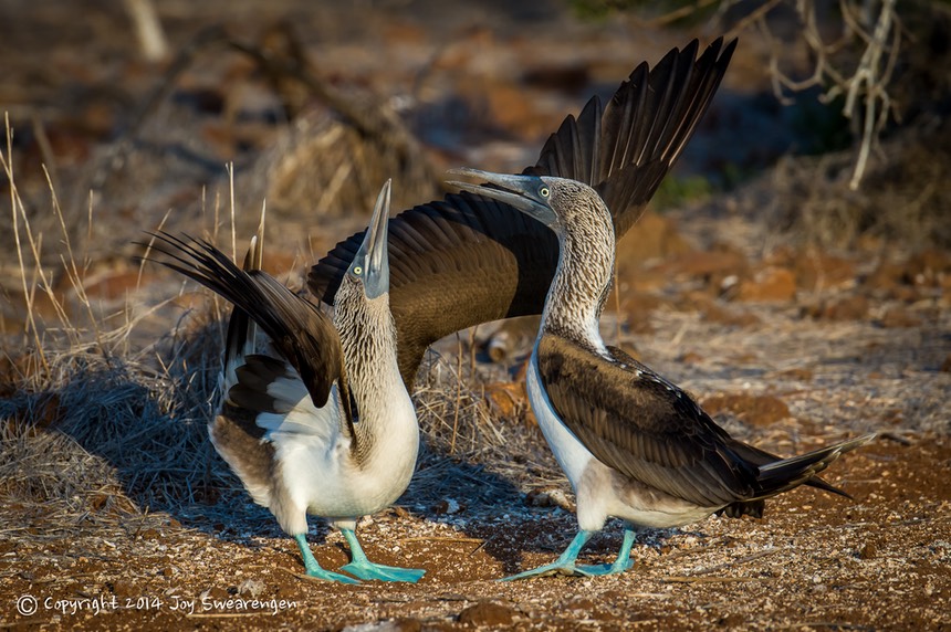 JOY - Galapagos-BlueFootedBooby FrigateBirds Iguanas SeaLions 20140412 J6A9686.jpg