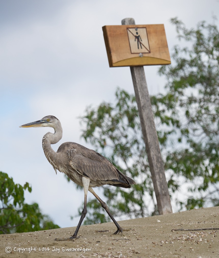 JOY - Galapagos-Cerro Brujo 20140407  J6A7242.jpg